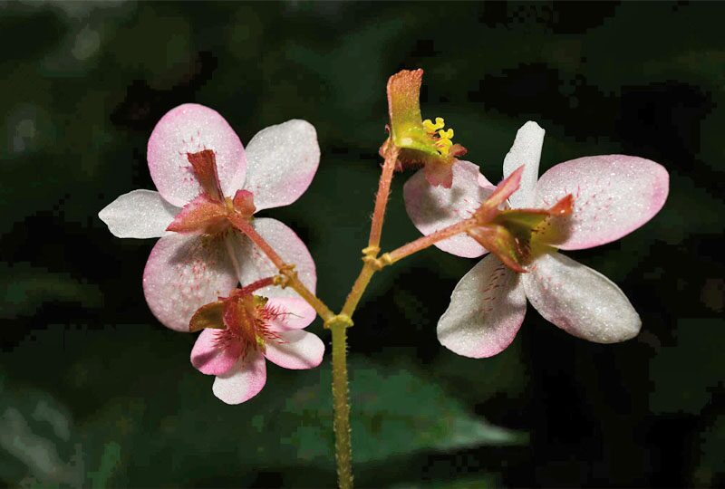 ตะลึงพบ “บีโกเนีย”