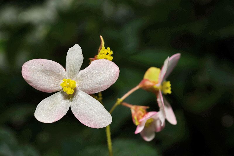 ตะลึงพบ “บีโกเนีย”