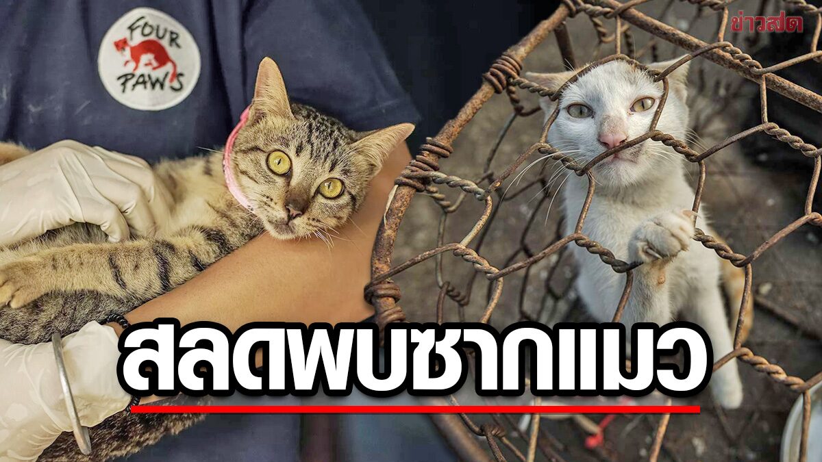 บุกโรงเชือกเวียดนาม! สลดพบ “ซากแมว” 2,000 ตัว-คาดเตรียมทำยาแผนโบราณ