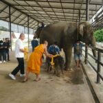 สวนนงนุชพัทยา จัดพิธีรับขวัญช้างเชือกแรกของปี 2566พร้อมจัดขบวนนางรำรับขวัญลูกช้างอย่างยิ่งใหญ่