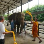 สวนนงนุชพัทยา จัดพิธีรับขวัญช้างเชือกแรกของปี 2566พร้อมจัดขบวนนางรำรับขวัญลูกช้างอย่างยิ่งใหญ่
