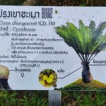 สวนนงนุชพัทยาส่งทีมผู้เชียวชาญร่วมกับเจ้าหน้าที่กรมอุทยานฯ สำรวจปรงเขาชะเมา