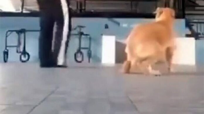 ทารุณ