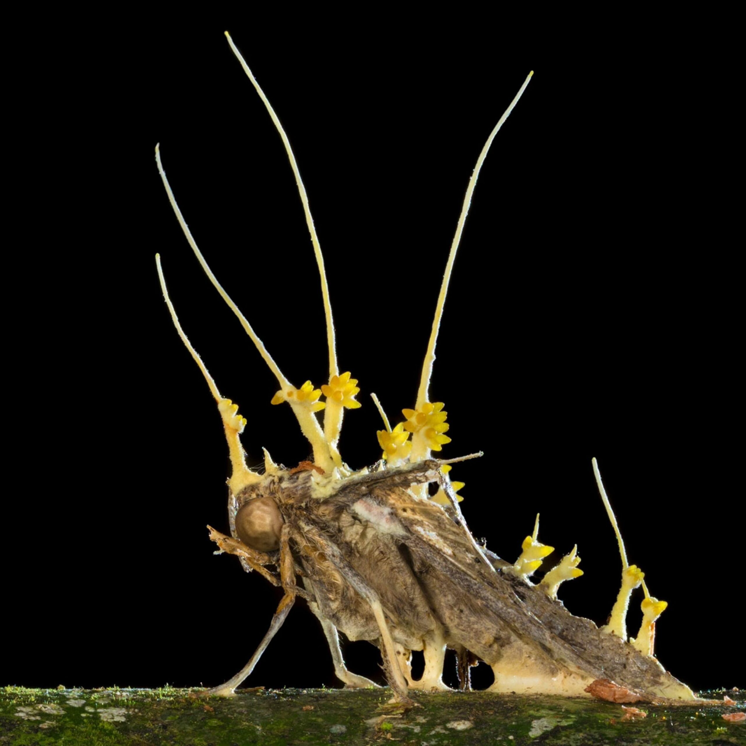 The fungus implies mutation compared to the famous series. Indicates