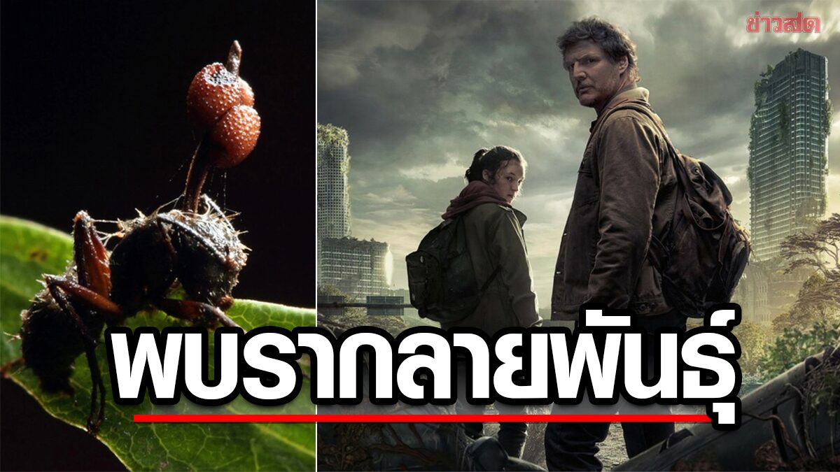 The fungus implies mutation compared to the famous series. Indicates