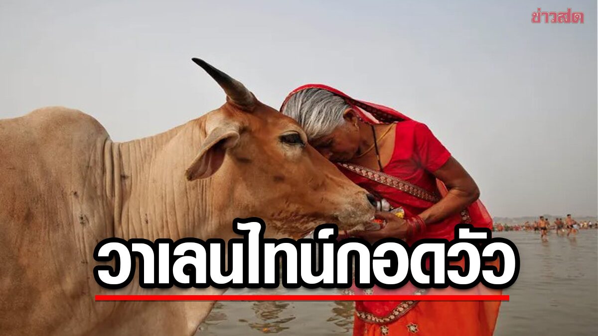 "รัฐบาลอินเดีย"ขอร้องประชาชน กอดวัวในวันวาเลนไทน์ สนับสนุนค่านิยมฮินดู