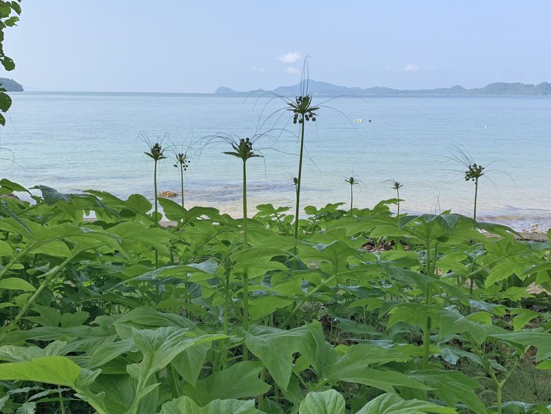 หรอยแรง ขนมหวานเกาะลิบง-แป้งเหนียวหนึบนุ่มใส