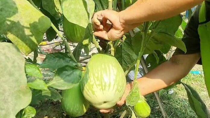 ตัด