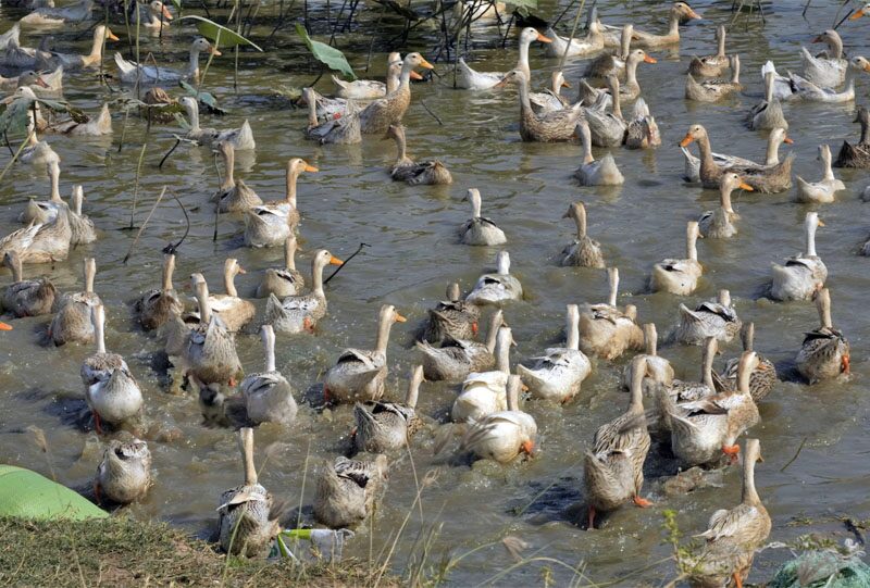 World Health Organization revealed