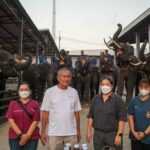 สถาบันวิจัยและบริการสุขภาพช้างแห่งชาติ เข้าตรวจสุขภาพช้าง ปางช้างสวนนงนุชพัทยา ตามมาตรฐานปางช้างประเทศไทย