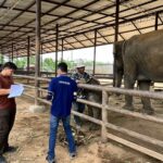 สถาบันวิจัยและบริการสุขภาพช้างแห่งชาติ เข้าตรวจสุขภาพช้าง ปางช้างสวนนงนุชพัทยา ตามมาตรฐานปางช้างประเทศไทย