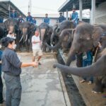 สถาบันวิจัยและบริการสุขภาพช้างแห่งชาติ เข้าตรวจสุขภาพช้าง ปางช้างสวนนงนุชพัทยา ตามมาตรฐานปางช้างประเทศไทย