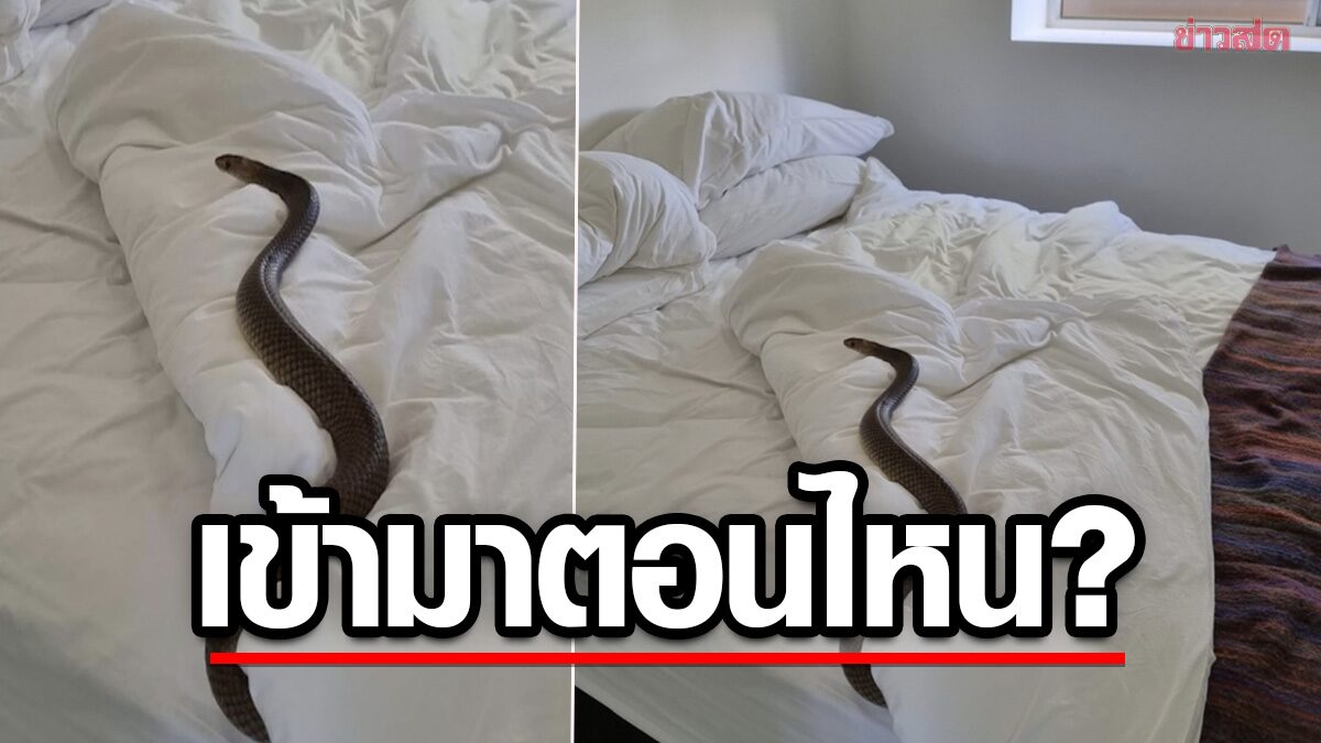 เจ้าของบ้านผวาหนัก ตื่นมาเจองูพิษอันดับ 2 ของโลก โผล่เลื้อยอยู่บนที่นอน