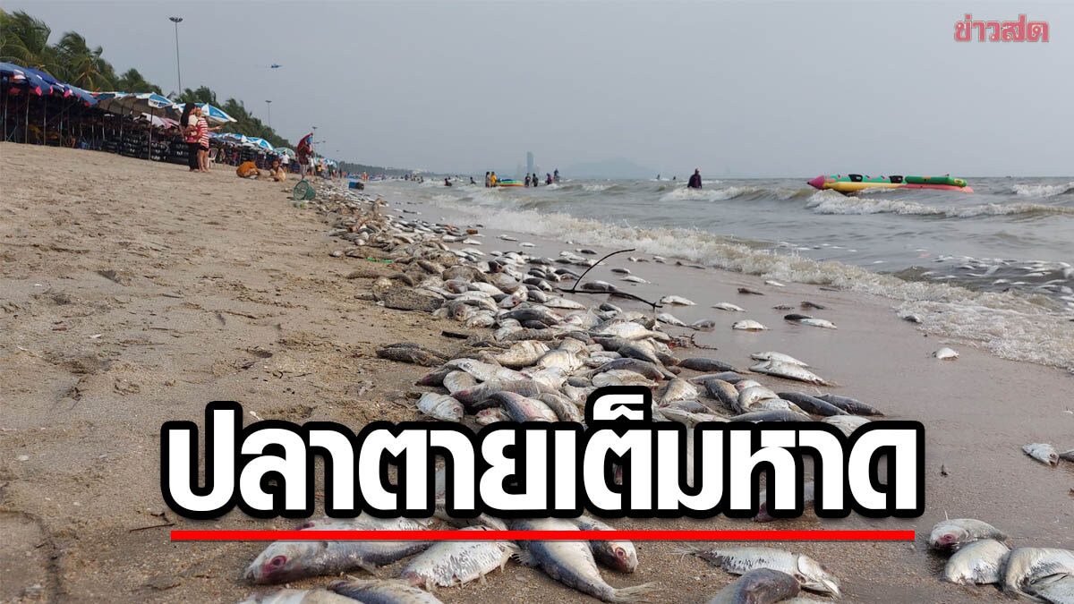 เกิดอะไรขึ้น ? 'บางแสน' น้ำทะเลเหม็น ปลาตายเกลื่อนหาด นักท่องเที่ยวเซ็งเป็นแถบ