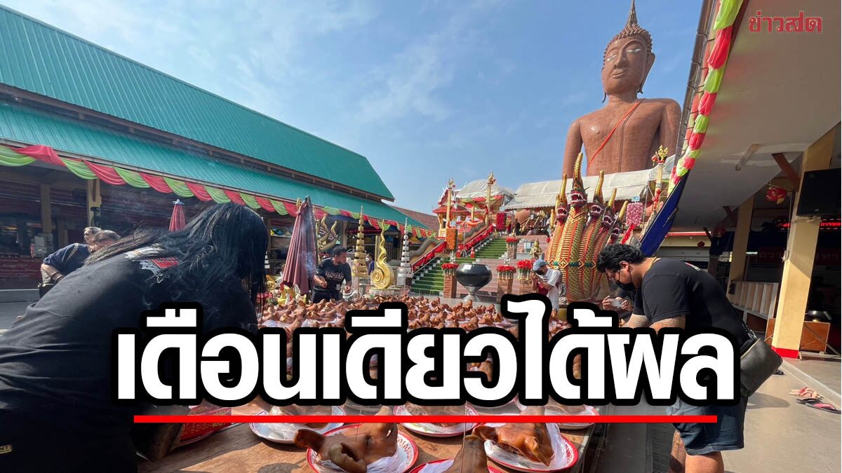 ขอเดือนเดียวเห็นผล หนุ่มสมุทรปราการ ขนหัวหมู 100 หัว แก้บนหลวงพ่อสมหวัง โชว์เลขเด็ด