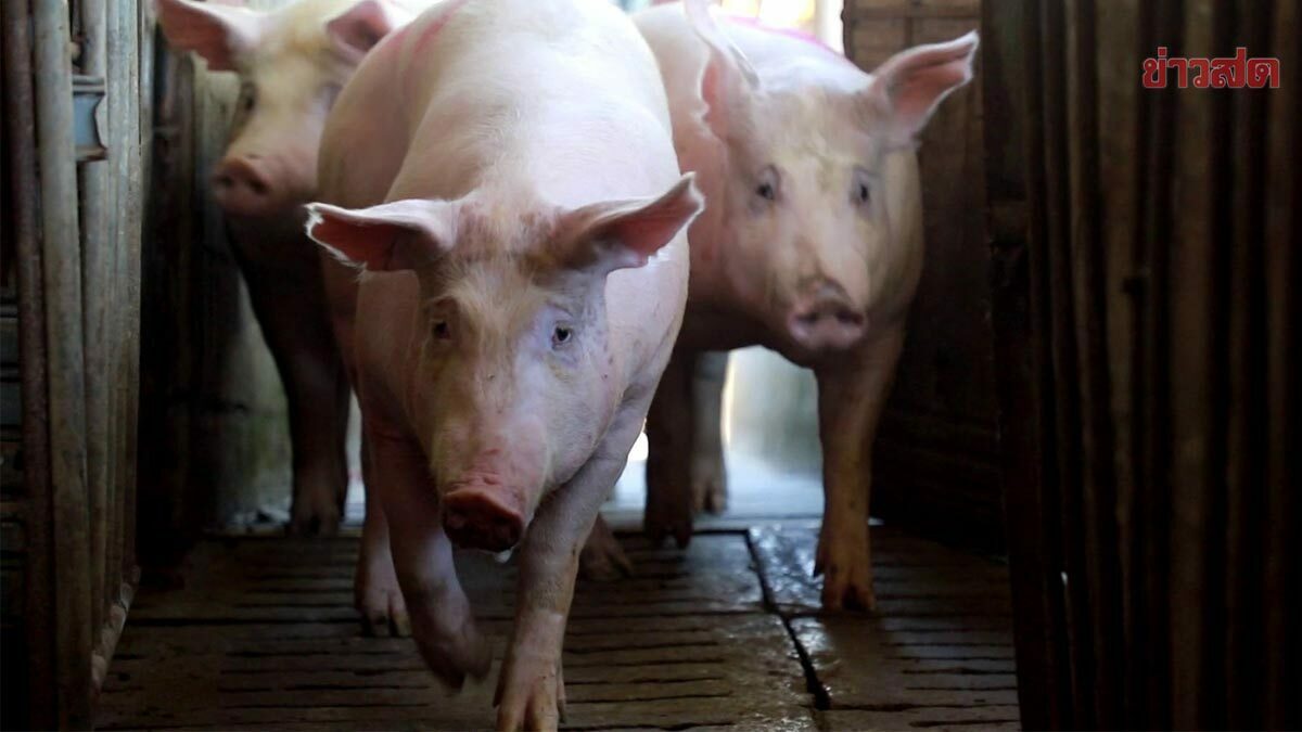 .พรุ่งนี้ หมูขึ้นราคาอีก ก.ก.ละ 2 บาท ดันสุกรมีชีวิตหน้าฟาร์ม พุ่ง 72 บาท/ก.ก..