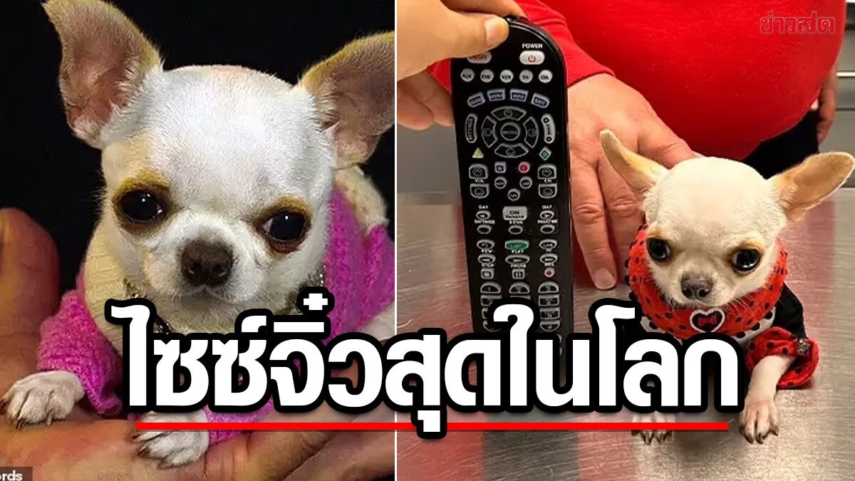 'ชิวาว่าจิ๋วแชมป์สุนัขตัวเล็กที่สุดในโลก' สูงแค่ 9 ซ.ม.! ขนาดเท่าแบงก์-แถมเล็กกว่ารีโมท