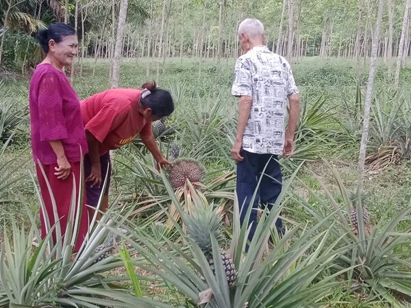 สับปะรดประหลาด ออกลูกติดกันเป็นสิบ ภายในสวนยางพารา จ.นครศรีธรรมราช ด้าน ชาวบ้านแห่ส่องเลขเด็ด