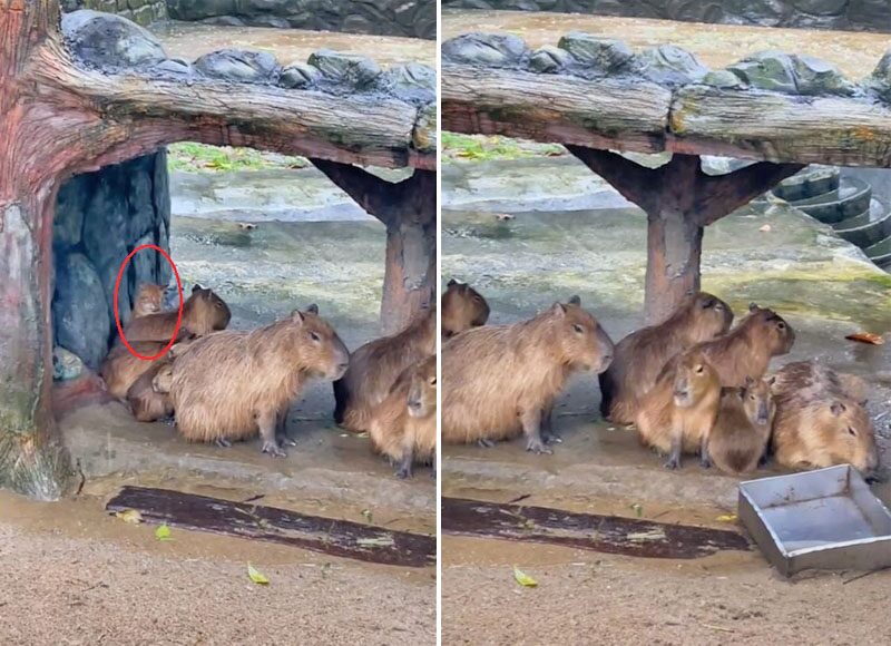 แห่ดูความน่ารัก