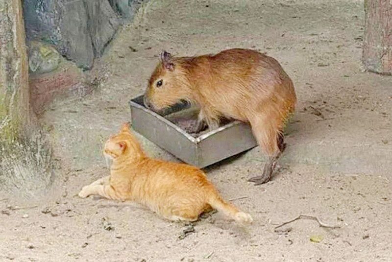 แห่ดูความน่ารัก