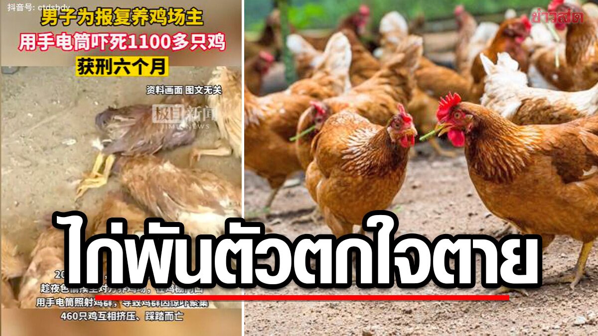 จีนสั่งคุก “ชายหัวร้อน” ทำไก่เพื่อนบ้านตกใจตาย 1,100 ตัว-โมโหตัดต้นไม้ไม่บอก
