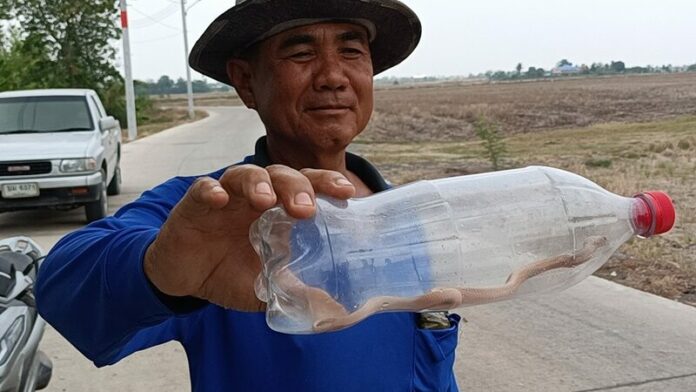 ลูกงูเผือก