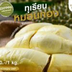 พร้อมแล้ว! เจียไต๋ฟาร์มชวนคนรักทุเรียนมาอิ่มอร่อย จุใจ ไปกับบุฟเฟ่ต์ทุเรียนหมอนทองสุดพรีเมียม