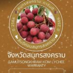 จัดใหญ่เทศกาลลิ้นจี่ค่อมสมุทรสงคราม กรมส่งเสริมการเกษตรชี้ปีนี้ได้กินแน่นอน