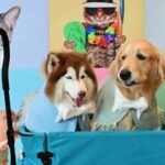 ททท. จับเทรนด์คนรักสัตว์มาแรง เปิดโครงการ Amazing Happy Paws Thailand  บูมแหล่งท่องเที่ยวเพื่อสัตว์เลี้ยง แฮปปี้ทั่วไทยสไตล์ครอบครัวสี่ขา