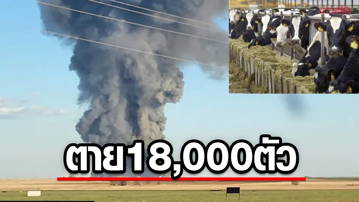 สลดเท็กซัส! เพลิงไหม้ "ฟาร์มวัวนม" รุนแรงทุบสถิติ ตายทะลุ 18,000 ตัว