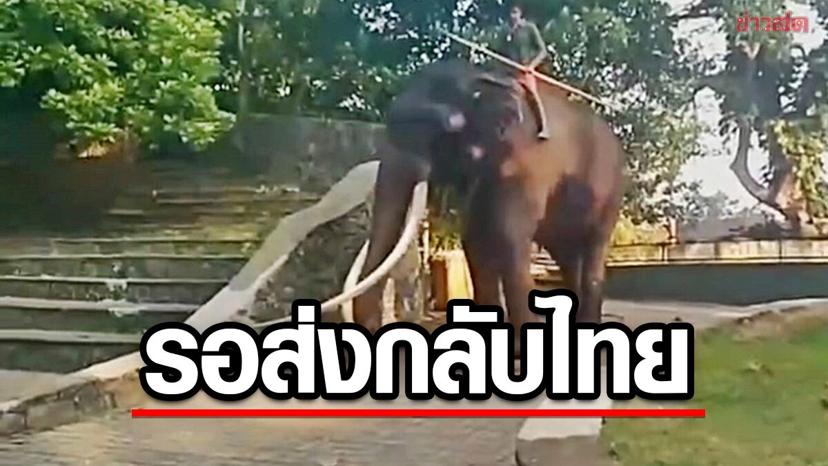 'บัวแก้ว' แจงภาพ 'พลายศักดิ์สุรินทร์' ช้างไทยในศรีลังกา บาดเจ็บ ยันติดตามสุขภาพใกล้ชิด