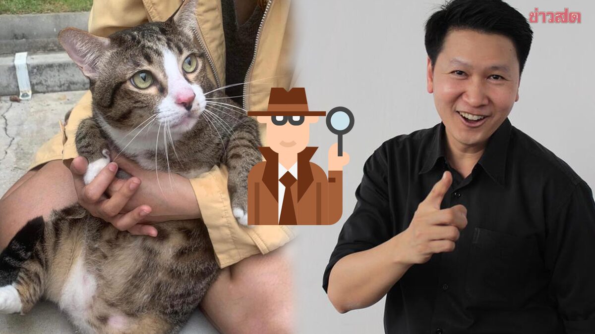 อ.เจษฎ์ ไขคำตอบ แมวอ้วน 'เจ้าชิฟู' รอดมาได้ เกิดจากสาเหตุนี้ - ข่าวสด อ.เจษฎ์ ไขคำตอบ แมวอ้วน 'เจ้าชิฟู' รอดมาได้ เกิดจากสาเหตุนี้ - ข่าวสด