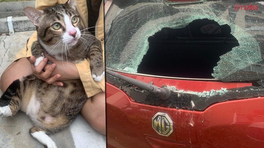 หนุ่มงงกระจกรถแตก อึ้งต้นเหตุจากน้องแมวตัวอ้วน ตกมาจากชั้น