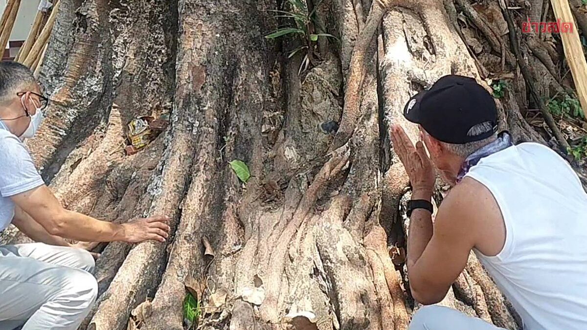 ฮือฮา พระพุทธรูป โผล่ จอมปลวก ใต้ต้นโพธิ์อายุกว่า 500 ปี แห่ขอโชค
