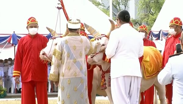 ผลเสี่ยงทาย พระโค กินอะไรในพระราชพิธีจรดพระนังคัลแรกนาขวัญ ปี 2566