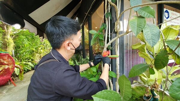 เจ้าของร้านกาแฟ ฝันเห็นงู 2 คืนติด ตัวใหญ่สีเขียวนอนขดหน้าร้าน อยู่ไม่ไหว ถวายหมากพลูกราบไหว้ พ่อปู่พญานาค