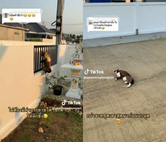 แมว หนีออกจากบ้านไม่ได้