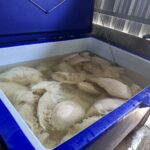 ปศุสัตว์ลุยจับซากสัตว์เถื่อน แช่ฟอร์มาลีน-โซดาไฟ เตรียมส่งร้านหมูกระทะ