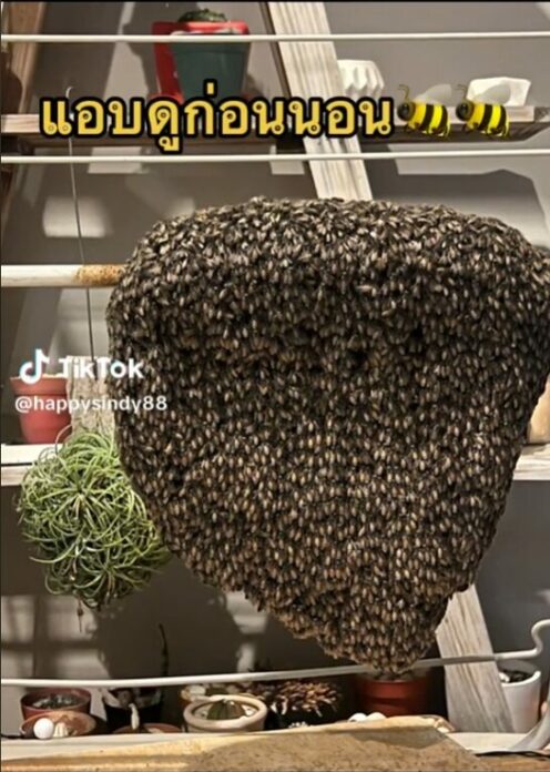 รังผึ้ง