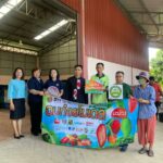 พาณิชย์ ลุยรับซื้อ มะม่วงแฟนซี ลำพูน-เชียงใหม่ 1,000 ตัน ดันราคา
