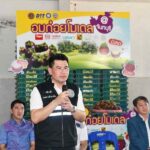 กรมการค้าภายในใช้ “อมก๋อย โมเดล” ประสานผู้ประกอบการซื้อมังคุด 8,500 ตัน 