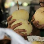 พาณิชย์ ลุยรับซื้อ มะม่วงแฟนซี ลำพูน-เชียงใหม่ 1,000 ตัน ดันราคา