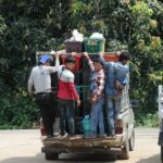 พาณิชย์ ลุยรับซื้อ มะม่วงแฟนซี ลำพูน-เชียงใหม่ 1,000 ตัน ดันราคา 