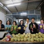 พาณิชย์ ลุยรับซื้อ มะม่วงแฟนซี ลำพูน-เชียงใหม่ 1,000 ตัน ดันราคา