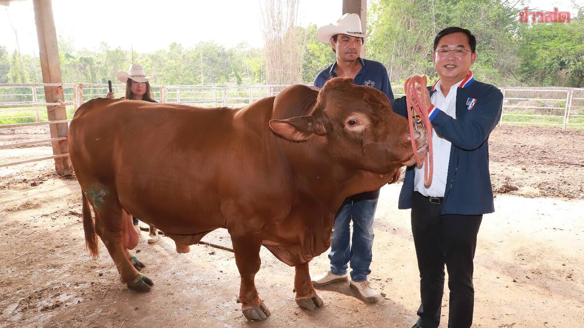 อนุชา ลุยเชียงราย สนับสนุนเลี้ยงโคไทย พัฒนาสู่โคเศรษฐกิจ เสริมรายได้ชุมชน