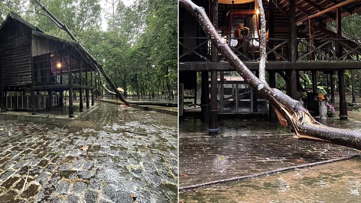 ฮือฮา พายุฝนกระหน่ำ ซัดต้นไม้โค่นทับกุฏิ หลวงปู่มั่น แต่กุฏิไม่ ฮือฮา พายุฝนกระหน่ำ ซัดต้นไม้โค่นทับกุฏิ หลวงปู่มั่น แต่กุฏิไม่