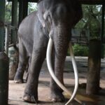 วราวุธ ซ้อมเข้มขนย้าย 'พลายศักดิ์สุรินทร์' สั่งติดวงจรปิดถ่ายสด ให้ปชช.ติดตามใกล้ชิด