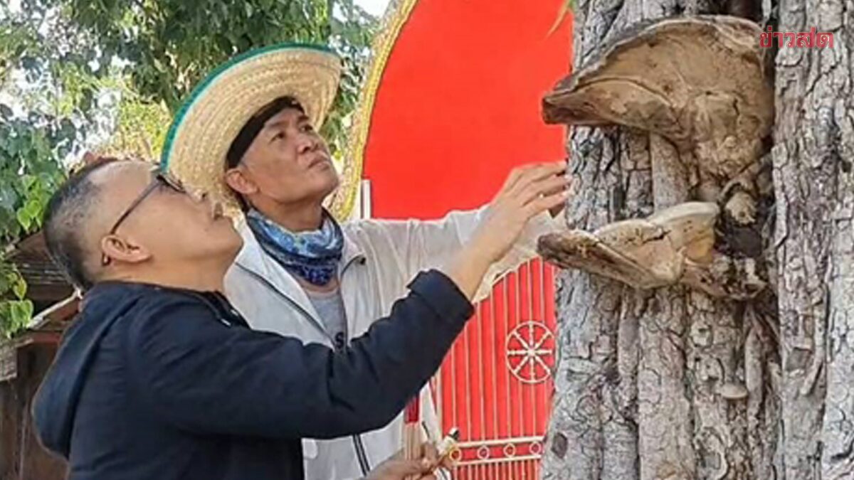 ให้โชคหลายงวด แห่ส่องเลขเด็ด เห็ดหลินจือยักษ์ โผล่กลางต้นโพธิ์