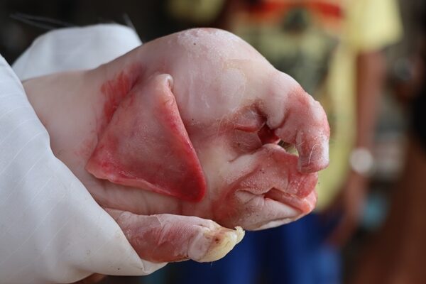 หมูประหลาด คลอดออกมาคล้ายช้าง มีจมูกยาวคล้ายงวง ก่อนสิ้นใจสลด ในพื้นที่จ.กำแพงเพชร