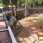 เปิดบ้านหลังใหม่ 'ไฮยีน่าลายจุด' ชวนชมบน SKY WALK เผชิญหน้านักล่าจอมเจ้าเล่ห์